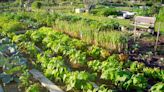 7 Community Gardening Tips to Create a Thriving Plot