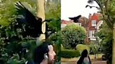 Pretty UK 'town' where blood-thirsty crows are savaging schoolkids and mums