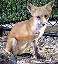 3 legged fox | Cute n Tiny