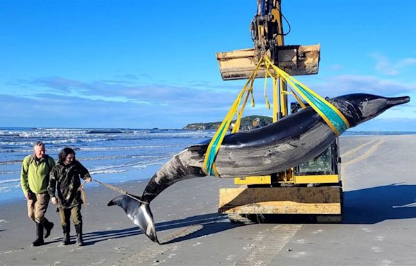 Spade-Toothed Whale, One of the World’s Rarest Marine Mammals, Washes Ashore in New Zealand