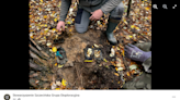 Metal detectorists searching forest stumble on mysterious cache of gold, photos show