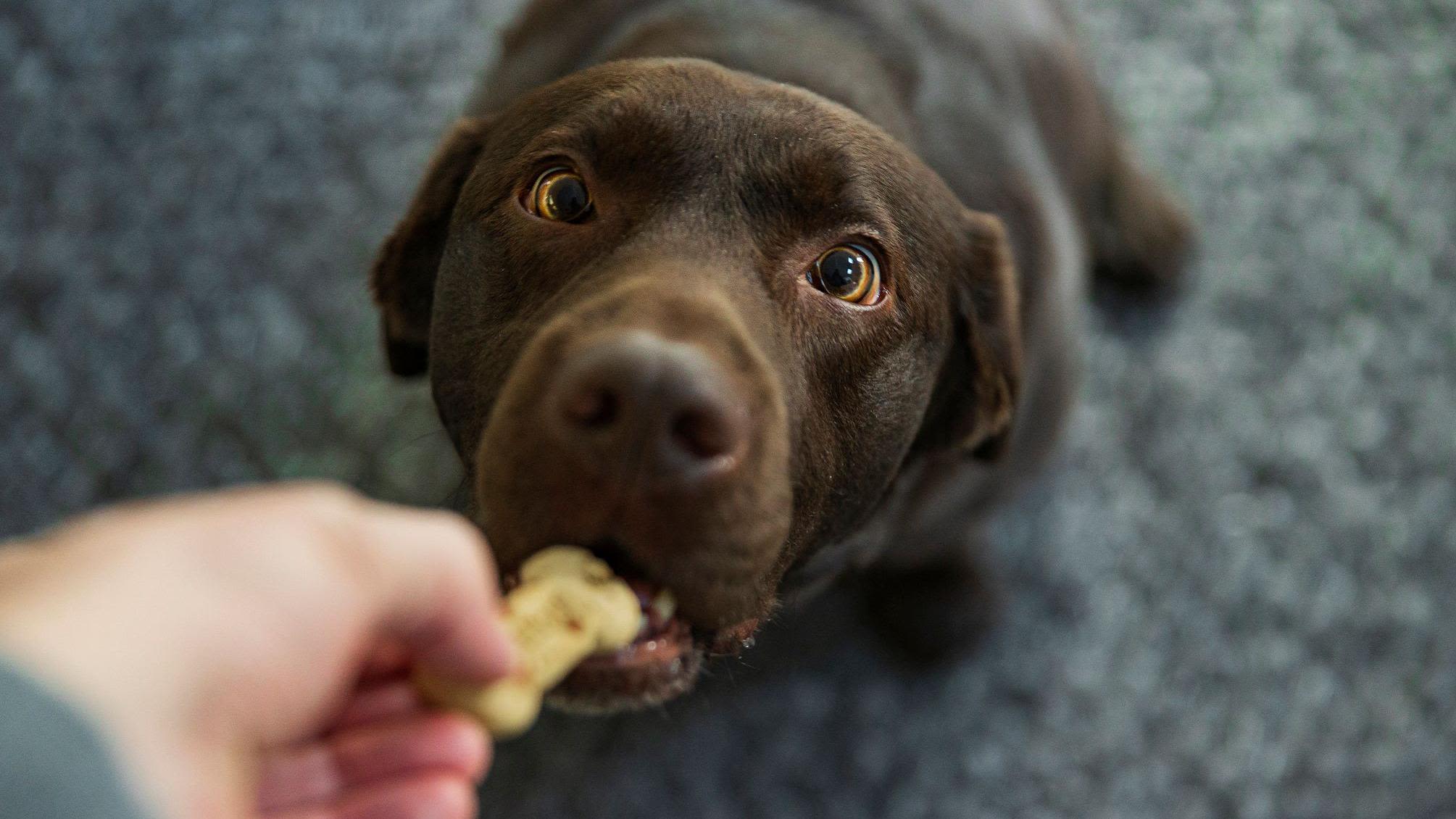 Lab-grown meat set to be sold in UK pet food