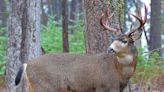 Deer poacher charged in ‘crime of opportunity’ using headlights