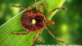 It’s officially tick season in Kentucky. Here’s what you can do to protect yourself.