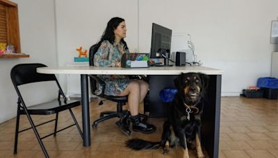 Los animales de compañía están cambiando la cultura laboral en México