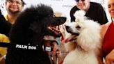 Poodle de "War Pony" ganha a Palma Canina em Cannes