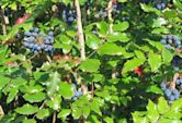 Berberis aquifolium