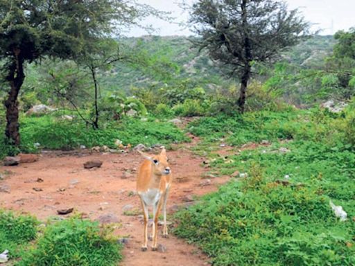 1 year on, FSI yet to release the crucial State of Forest report