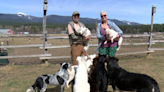 Best of Montana Moment: Angel's Eyes Sanctuary provides home for special needs dogs