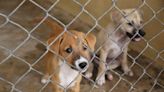 Animal Neglect Lands Puppy Farmers in Jail