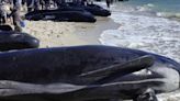 Tragedia de Ballenas Piloto Varadas en Australia