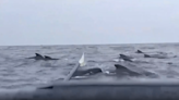 Nerve-wracking moment Brit rower is swarmed by 'a THOUSAND' whales rocking boat