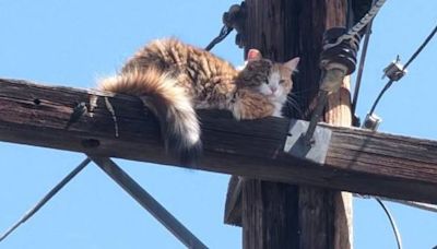加州百厭貓被困15米高電線桿 斷水斷糧數日終獲救