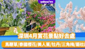 深圳旅遊｜4月賞花景點好去處！馬鞭草/泰國櫻花/美人蕉/牡丹/三...