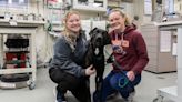 Veterinary hospital teamwork helps dog survive toxic ingestion