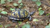 Turtle crossing the road? Here's how to safely help critters cross