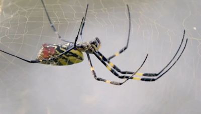 Flying Joro spiders headed to NYC area: Where are they? Live map