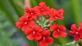 7 Red Plants to Give Your Garden a Bright Pop of Color