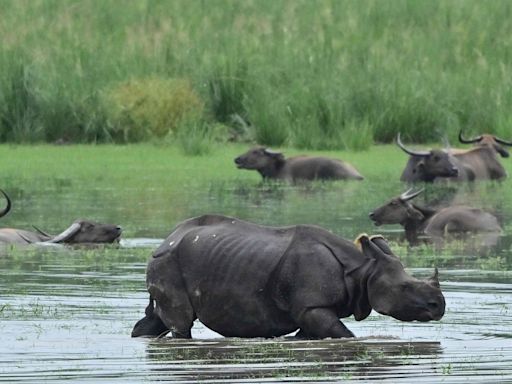 Assam flood: 61 forest camps in Kaziranga National Park, Tiger Reserve affected