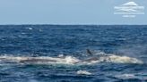 Boaters left with ‘jaws gaping’ as two ‘titans of the ocean’ battle, rare video shows