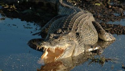 Australie : Un père de famille « héroïque » emporté par un crocodile