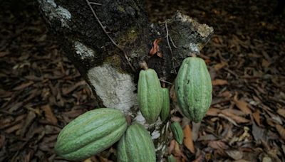 Chocolate prices to keep rising as West Africa s cocoa crisis deepens