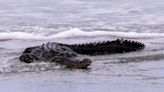 Watch for gators! Recent Myrtle Beach area storms may have altered their hangout spots