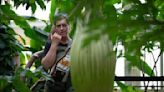 Como Park's corpse flower is starting to stink — here's how to watch it bloom