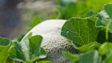 Grow These 9 Cantaloupe Companion Plants for a Larger Melon Harvest