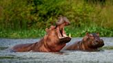 Government announces plans for ‘cocaine hippos’ to control their exploding population: ‘We are in a race against time’