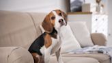 Foster Beagle Puppy Hilariously Tries to Get Pit Bull to Love Her Back