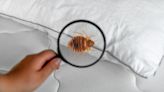 OK, How Hard Is It Really To Kill Bed Bugs? A Pest Control Technician Explains the Truth