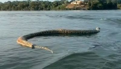 Cobra gigante é encontrada morta no lago do Rio Tocantins e acende alerta