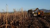 Cuba may import sugar, rum industry pressed amid disastrous harvest