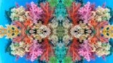 Hypnotic Underwater Photos Show Coral Reefs in Kaleidoscopic Beauty