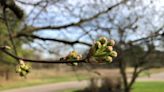 Niles subdivision takes on 200 invasive Bradford pear trees, to preserve native species