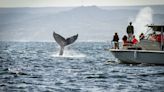 Avistamiento de ballenas en Perú: mes de julio marca el inicio de la temporada en Piura y Tumbes