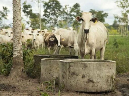 Brasil registra un récord histórico de sacrificios de reses en el primer trimestre de 2024: 9,3 millones