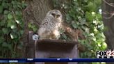 Family of barred owls make nest in Broken Arrow owl house