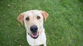 Yellow Labrador Service Dog Can Barely Contain Her Excitement on Playdate with Other Pups