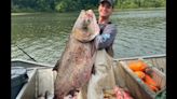 Commercial Fisherman Nets Gigantic Bighead Carp 19 Pounds Heavier Than World Record