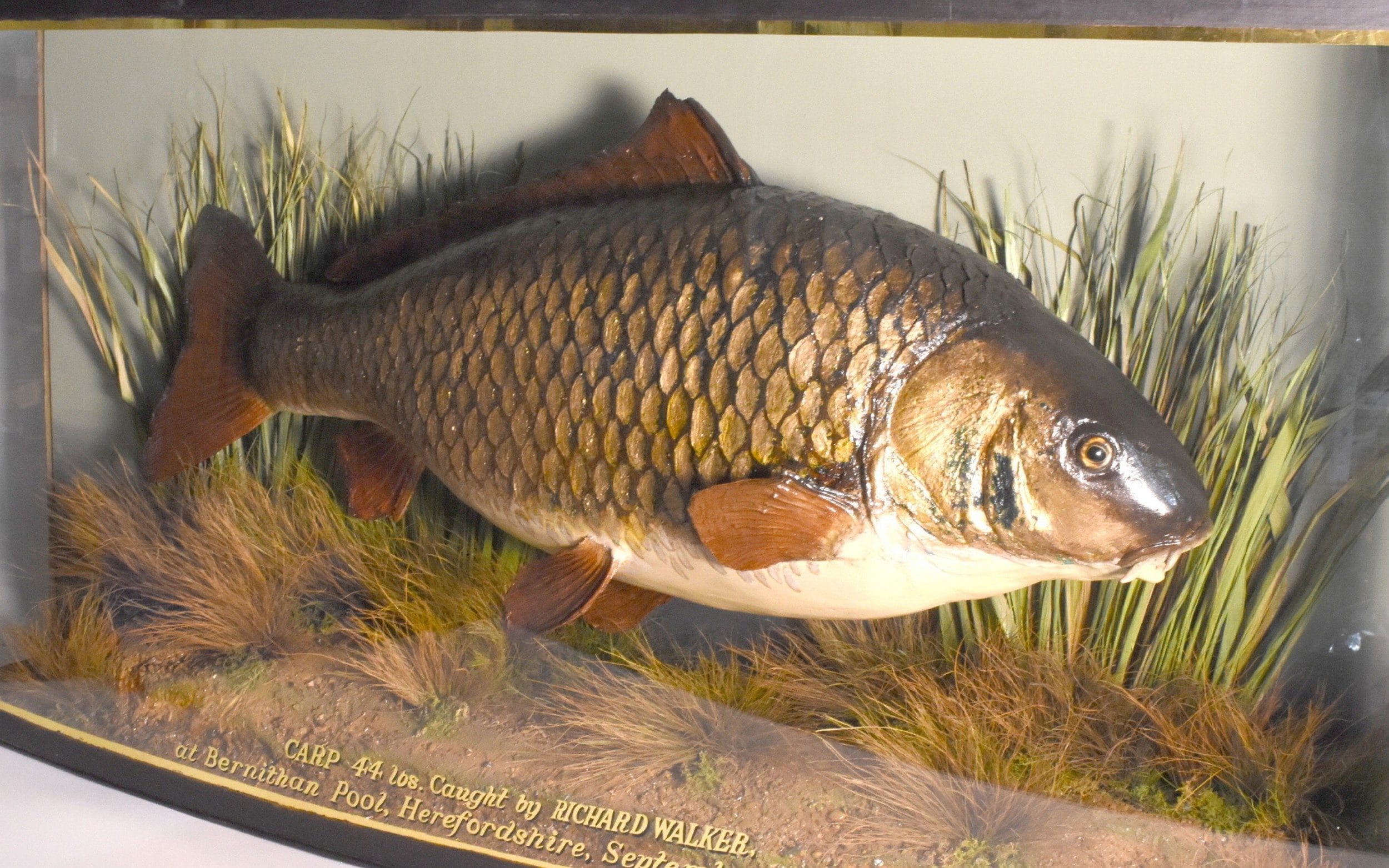 World-famous carp could fetch up to £40,000, 70 years after being caught