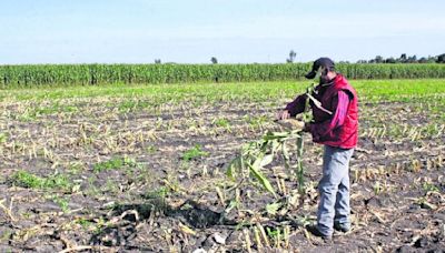 Sequía afecta producción de granos, hortofrutícolas y caña de azúcar