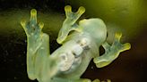 Glass frogs become transparent by hiding red blood cells in their livers, scientists discover