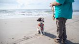 Texas A&M University-Corpus Christi researchers train dogs to detect oil on the beach