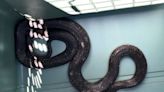 7 lugares donde las serpientes pueden esconderse sin que lo notes - El Diario NY