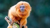 Connecticut's Beardsley Zoo Mourns the Passing of Their Golden Lion Tamarin