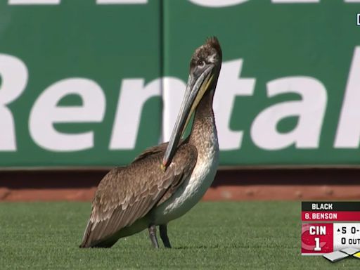 Pelican flies onto field, captivates fans during Giants-Reds game