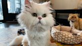 7 Persian Cats Left 'Six-Figure' Inheritance Find New Homes with Help from Florida Rescue