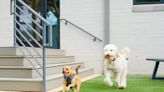 Leash training, obedience & tricks: These Charlotte dog trainers have it all covered